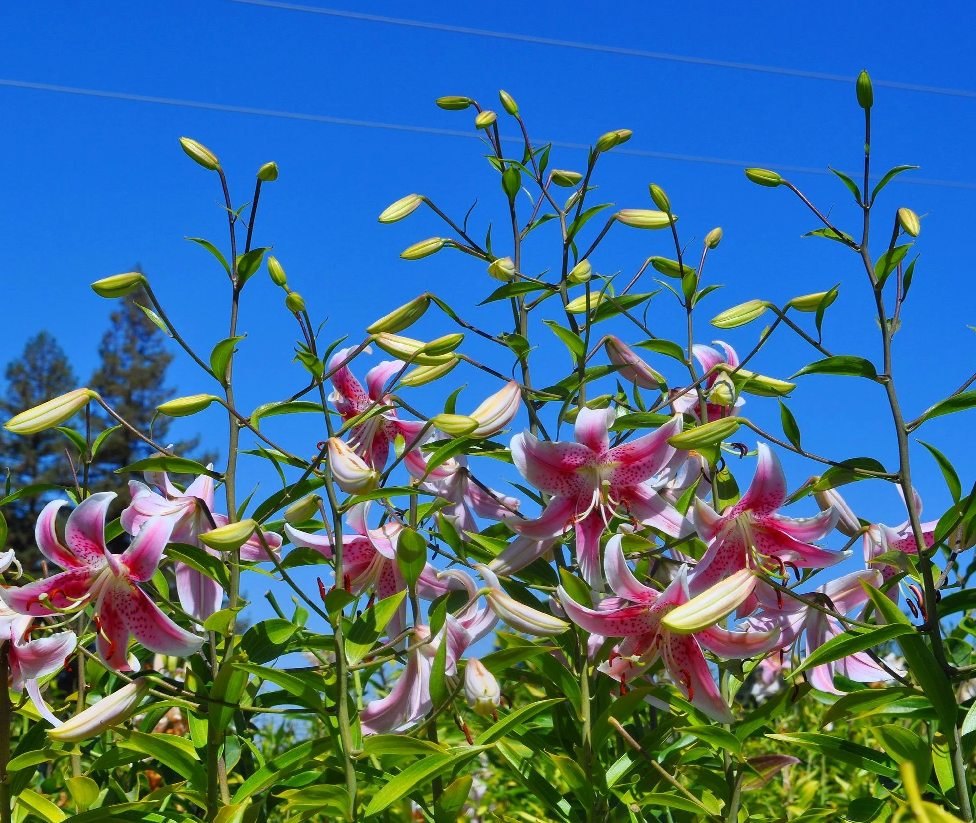 Isle of Whidbey' (Mak-Leek) — The Lily Garden
